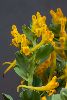 <em>Corydalis aitchisonii subsp aitchisonii</em>